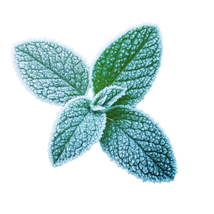 Spearmint